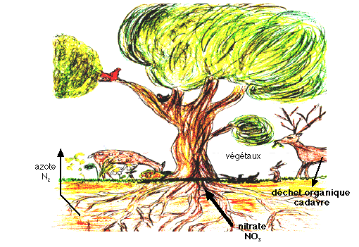 amosphère : cycle azote